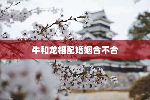 牛和龙相配婚姻合不合
