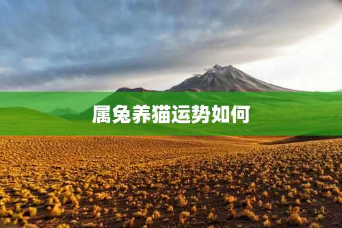 属兔养猫运势如何