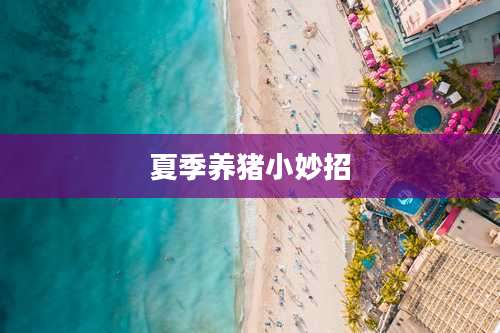 夏季养猪小妙招