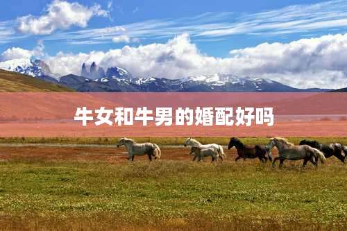 牛女和牛男的婚配好吗