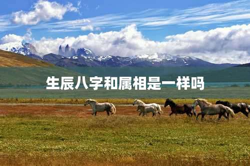 生辰八字和属相是一样吗