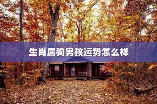 生肖属狗男孩运势怎么样