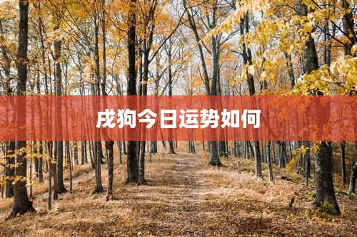 戌狗今日运势如何