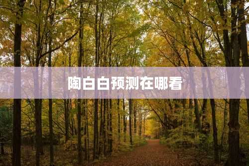 陶白白预测在哪看