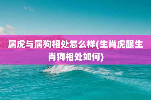 属虎与属狗相处怎么样(生肖虎跟生肖狗相处如何)