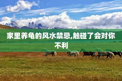 家里养龟的风水禁忌,触碰了会对你不利