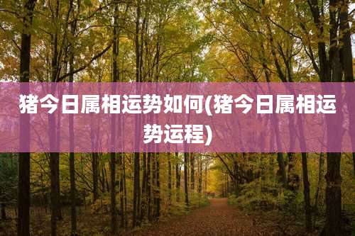 猪今日属相运势如何(猪今日属相运势运程)