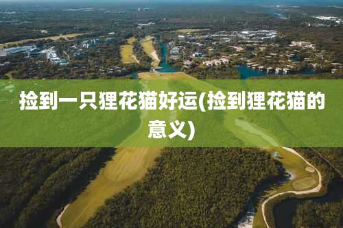 捡到一只狸花猫好运(捡到狸花猫的意义)