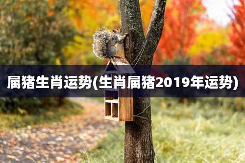 属猪生肖运势(生肖属猪2019年运势)