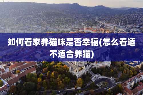 如何看家养猫咪是否幸福(怎么看适不适合养猫)