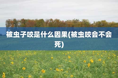 被虫子咬是什么因果(被虫咬会不会死)