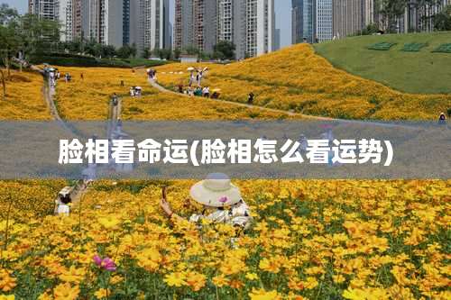 脸相看命运(脸相怎么看运势)