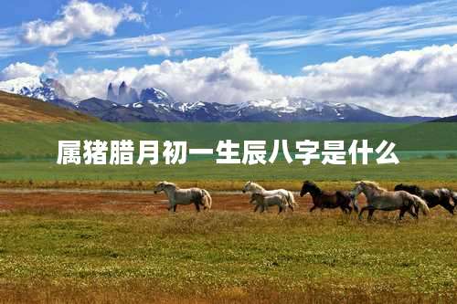 属猪腊月初一生辰八字是什么