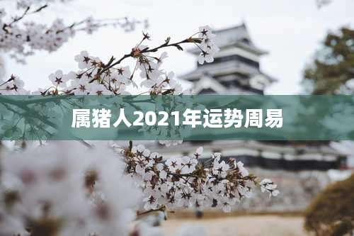 属猪人2021年运势周易