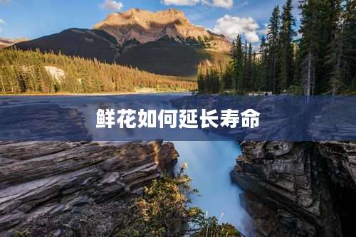 鲜花如何延长寿命