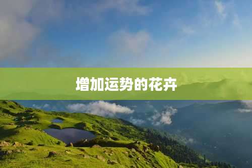 增加运势的花卉