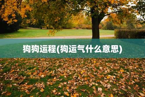 狗狗运程(狗运气什么意思)