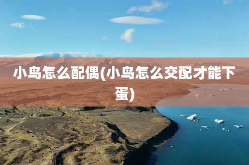 小鸟怎么配偶(小鸟怎么交配才能下蛋)