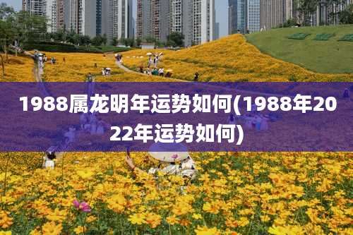 1988属龙明年运势如何(1988年2022年运势如何)