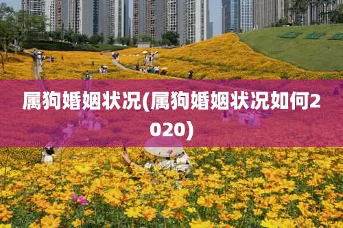 属狗婚姻状况(属狗婚姻状况如何2020)
