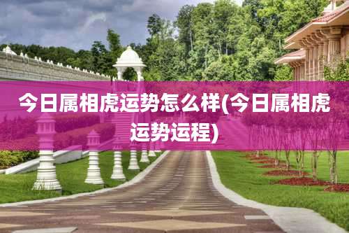 今日属相虎运势怎么样(今日属相虎运势运程)
