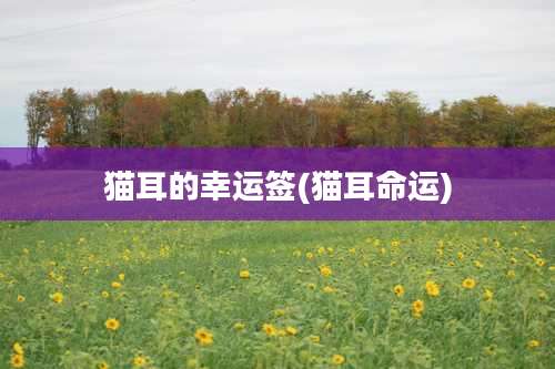 猫耳的幸运签(猫耳命运)