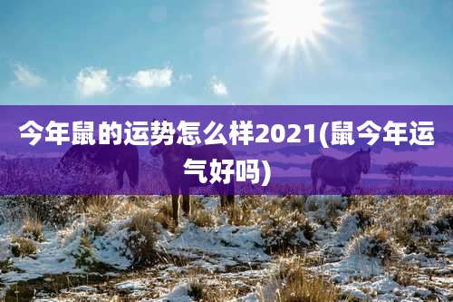 今年鼠的运势怎么样2021(鼠今年运气好吗)