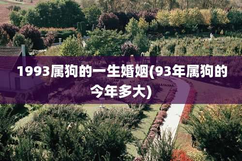 1993属狗的一生婚姻(93年属狗的今年多大)