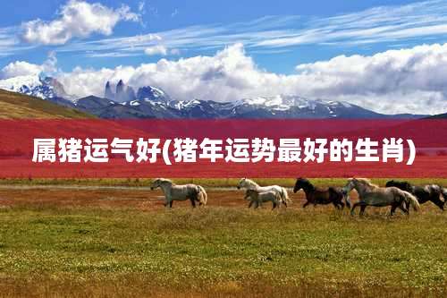 属猪运气好(猪年运势最好的生肖)