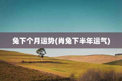 兔下个月运势(肖兔下半年运气)