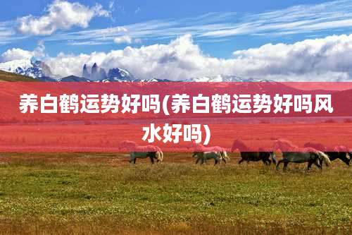 养白鹤运势好吗(养白鹤运势好吗风水好吗)