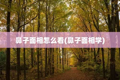 鼻子面相怎么看(鼻子面相学)