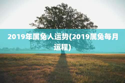 2019年属兔人运势(2019属兔每月运程)