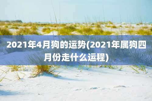 2021年4月狗的运势(2021年属狗四月份走什么运程)