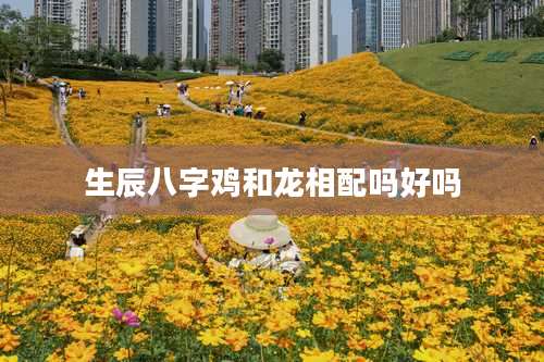 生辰八字鸡和龙相配吗好吗