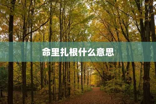 命里扎根什么意思