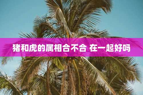 猪和虎的属相合不合 在一起好吗