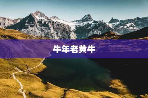 牛年老黄牛