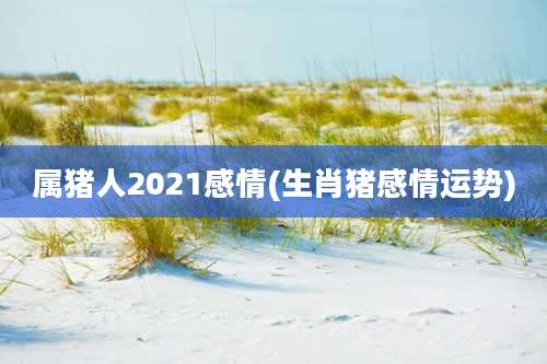 属猪人2021感情(生肖猪感情运势)