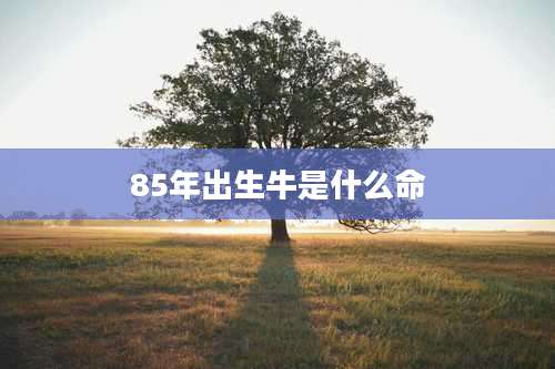 85年出生牛是什么命