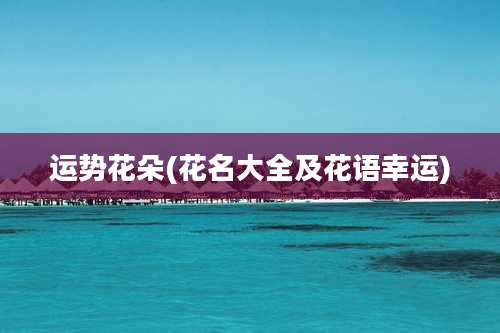 运势花朵(花名大全及花语幸运)