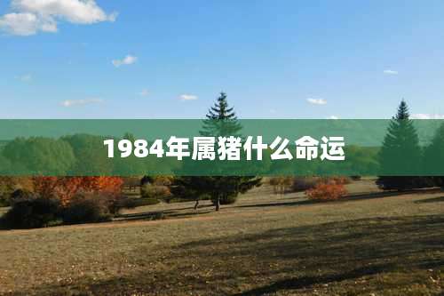 1984年属猪什么命运