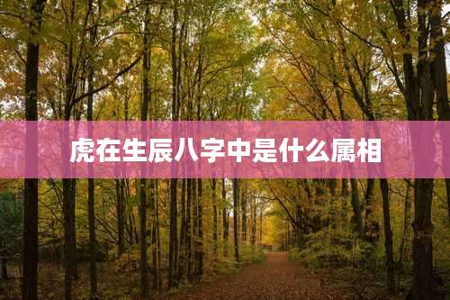 虎在生辰八字中是什么属相