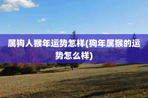 属狗人猴年运势怎样(狗年属猴的运势怎么样)