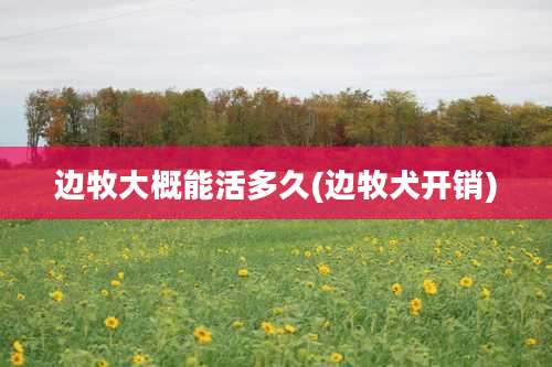 边牧大概能活多久(边牧犬开销)