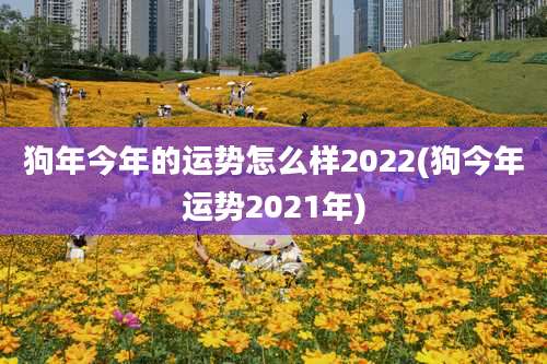 狗年今年的运势怎么样2022(狗今年运势2021年)