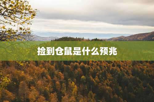 捡到仓鼠是什么预兆