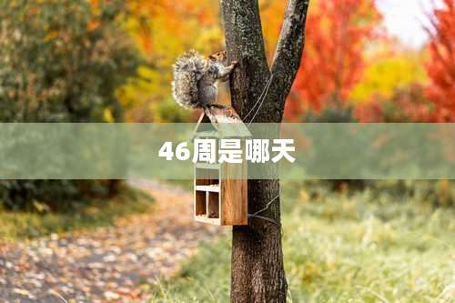 46周是哪天