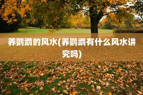 养鹦鹉的风水(养鹦鹉有什么风水讲究吗)