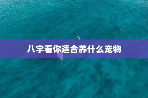 八字看你适合养什么宠物